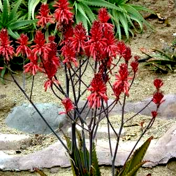 Aloe affinis
