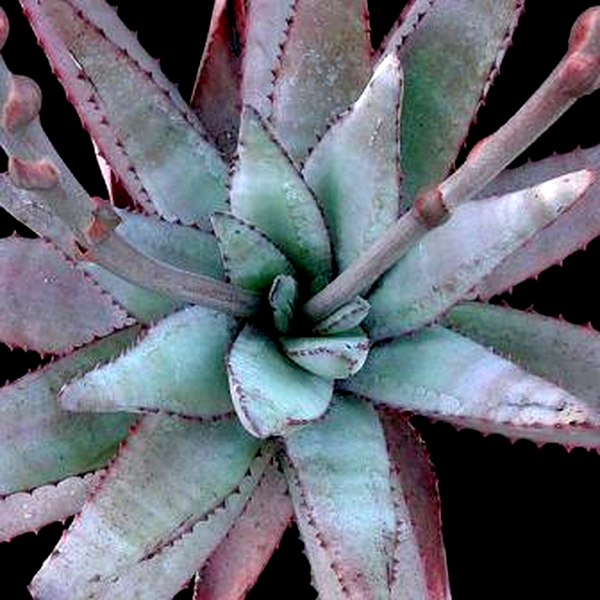 Aloe conifera
