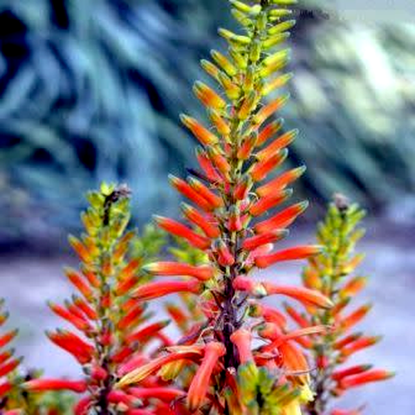 Aloe fosteri
