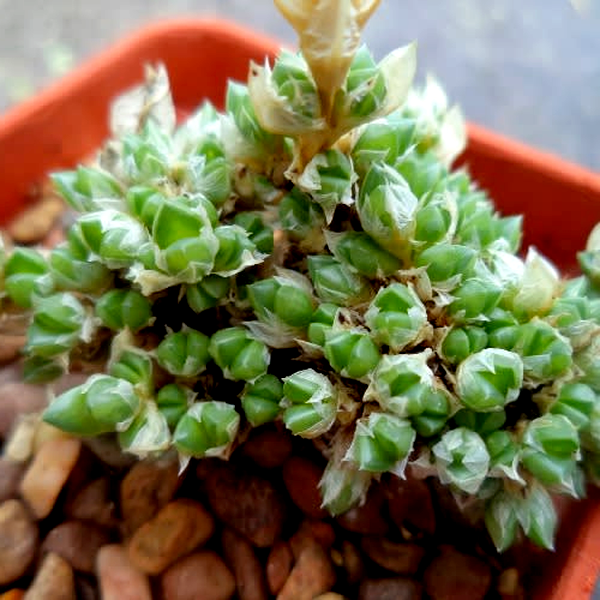 Antimima fenestrata
