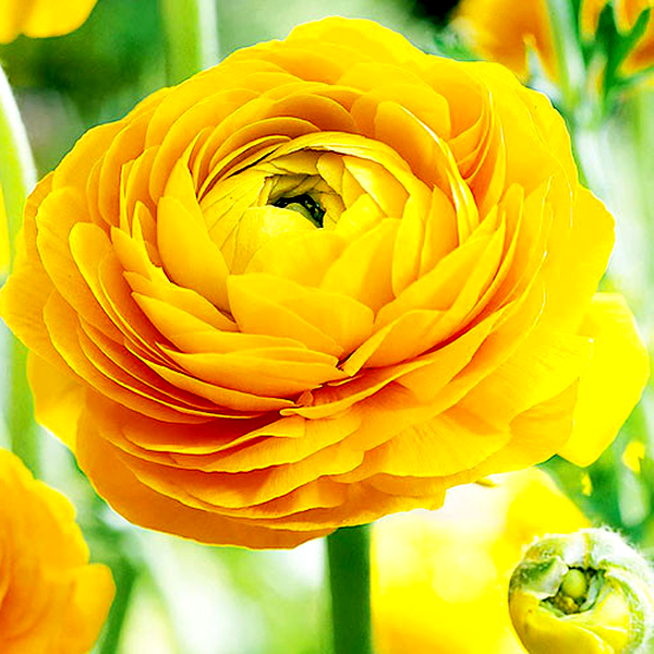 Aviv Yellow