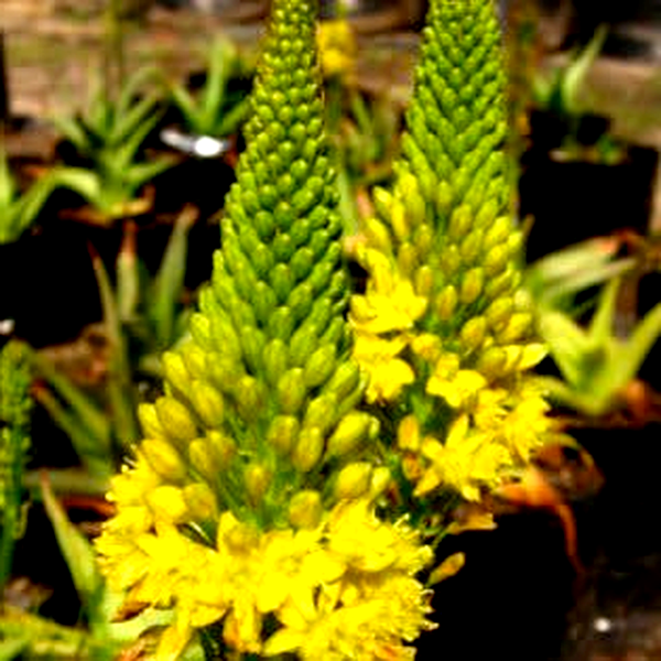 Bulbine natalensis