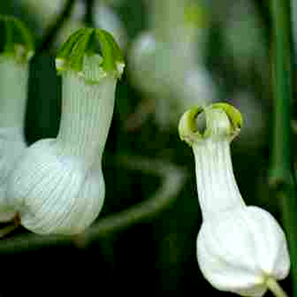 Ceropegia ampliata