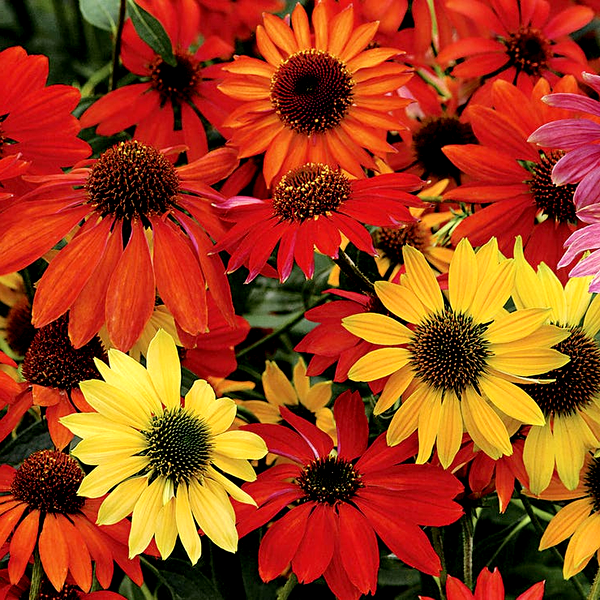Cheyenne Spirit Coneflower Seeds