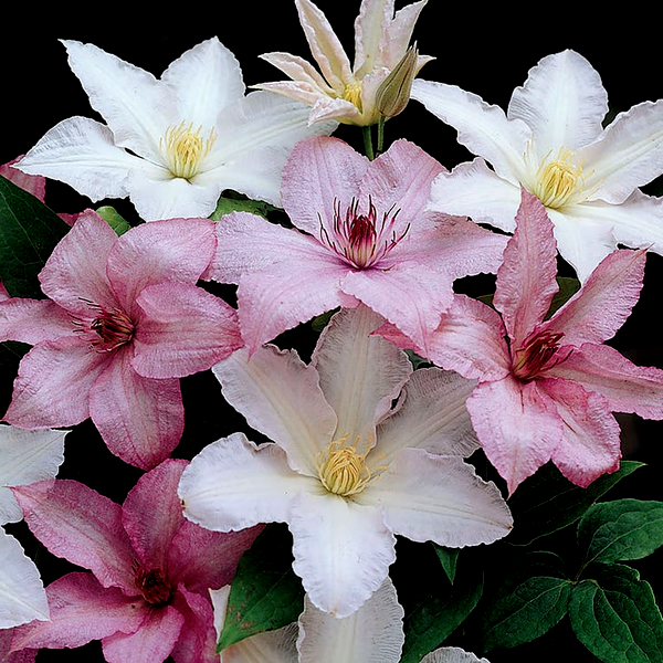 Clematis 'Hagley'