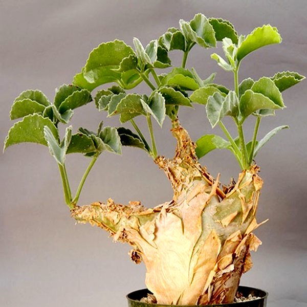 Cyphostemma uter