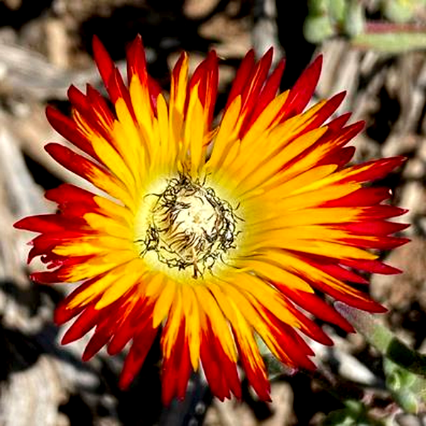 Drosanthemum hallii