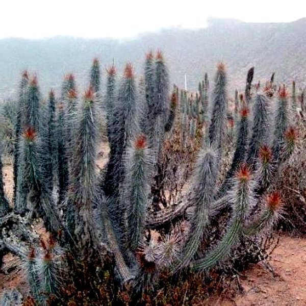 Eulychnia castanea