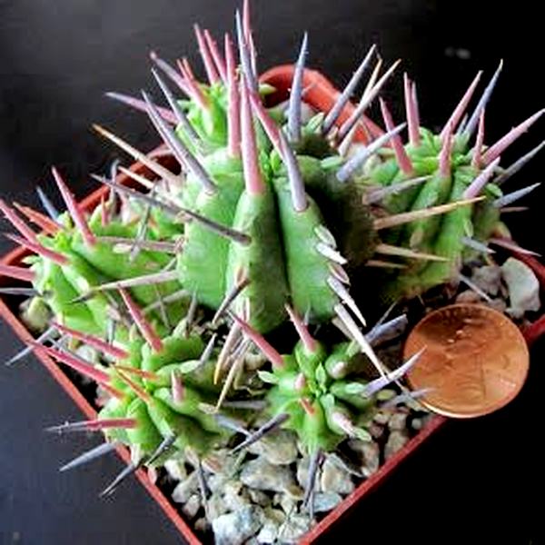 Euphorbia ferox
