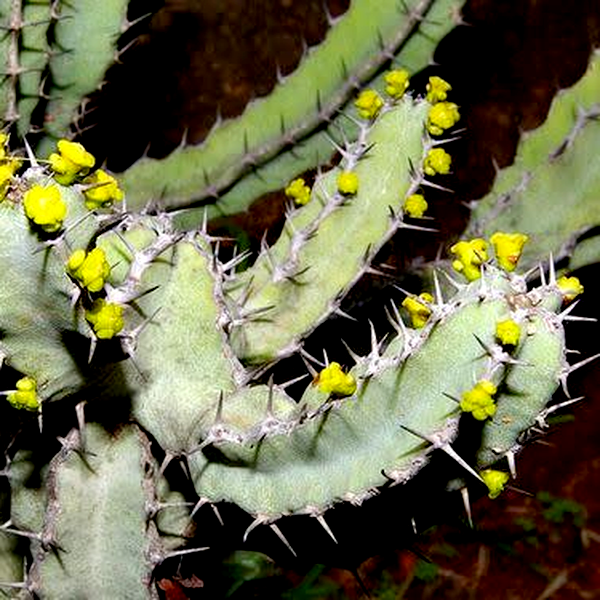 Euphorbia keithii