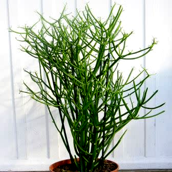 Euphorbia tirucalli