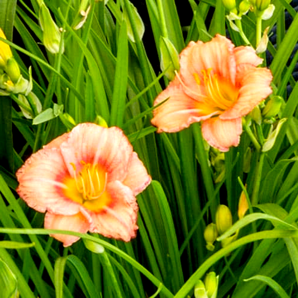 EveryDaylily Rose