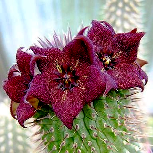 Hoodia ruschii