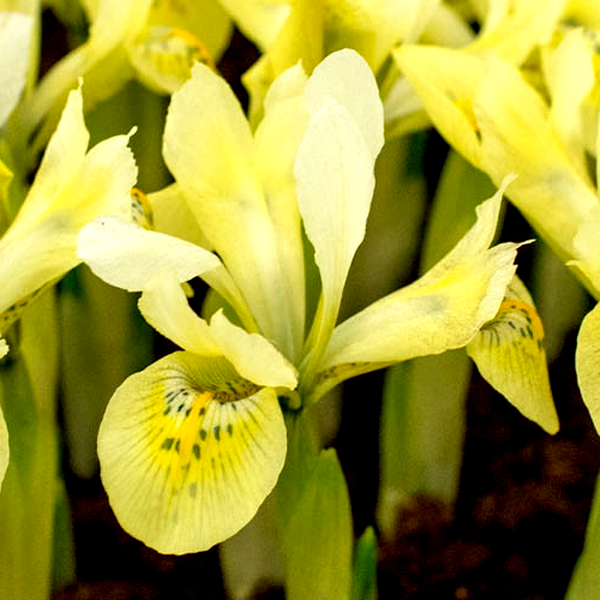 Katharine's Gold