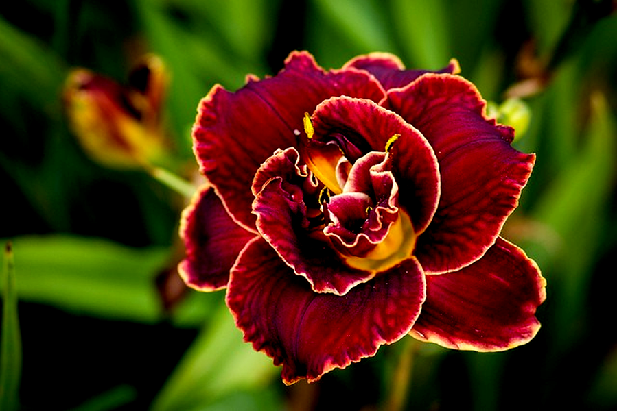 Night Embers