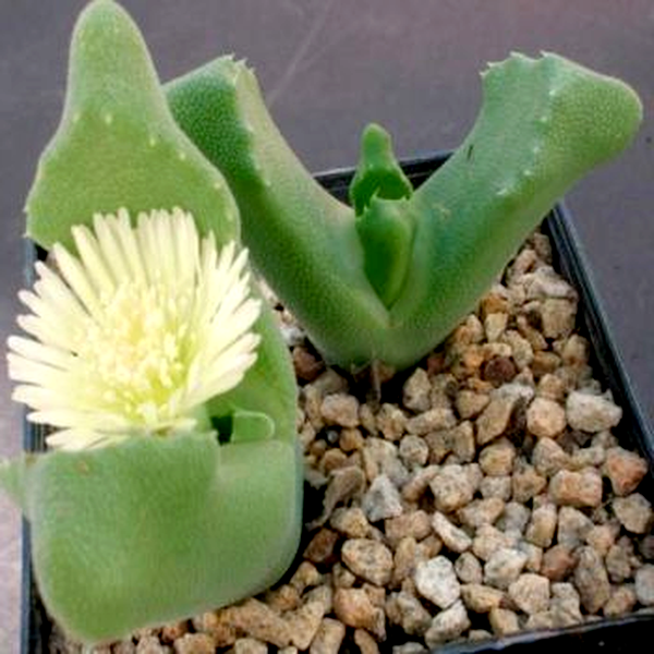 Odontophorus nanus