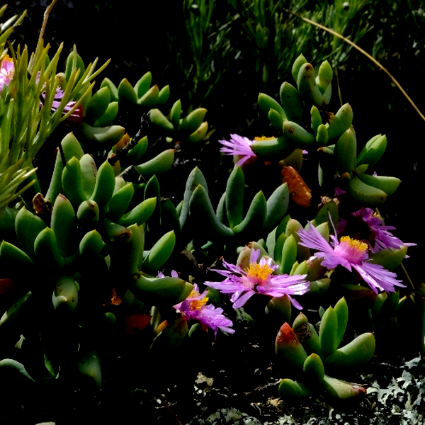 Oscularia guthriae