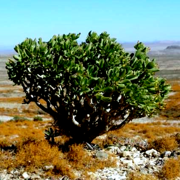Othonna arbuscula