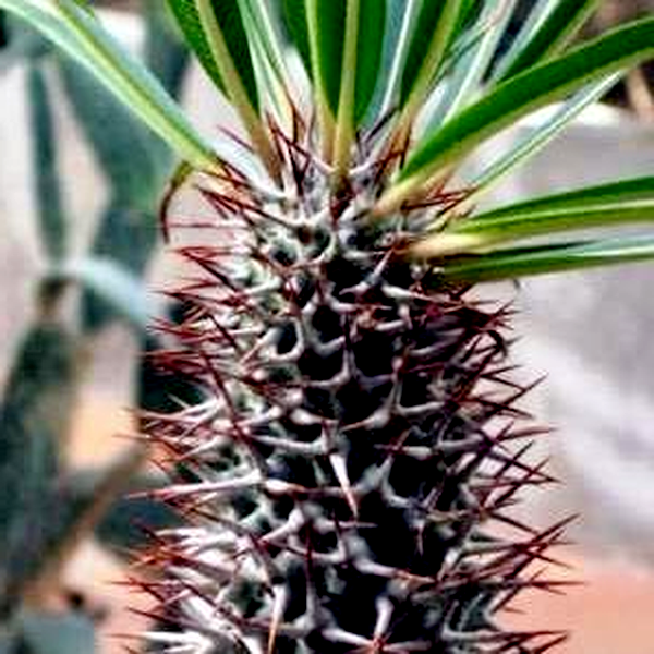 Pachypodium lamerei