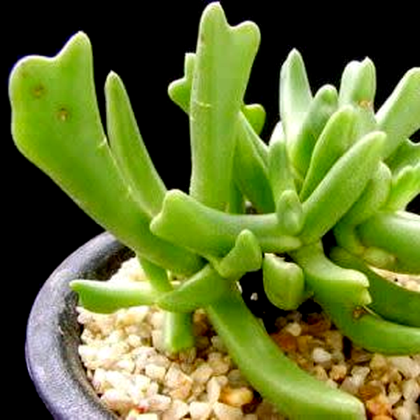 Rhombophyllum nelii