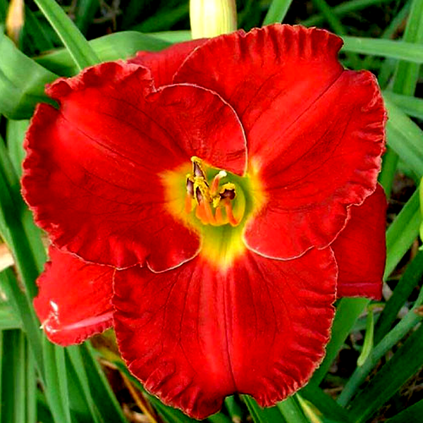 Siloam Red Toy