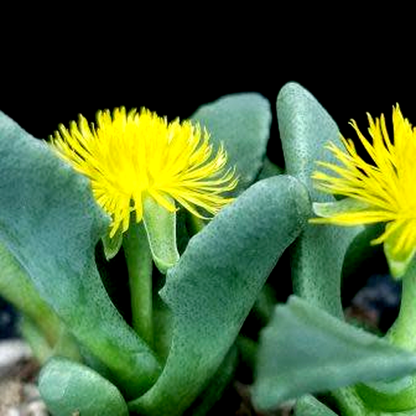 Stomatium pyrodorum