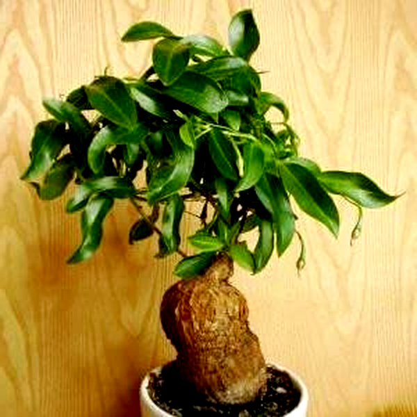 Talinum caffrum