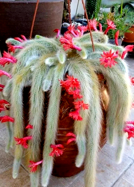 Monkey Tail
