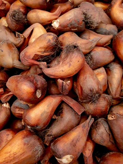 Nancy Lindsay