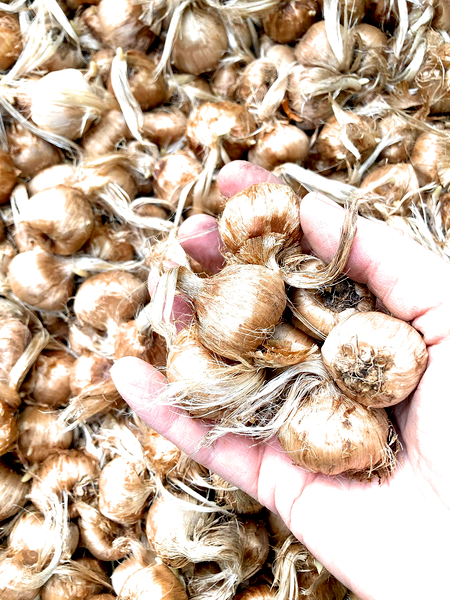 Gipsy Girl