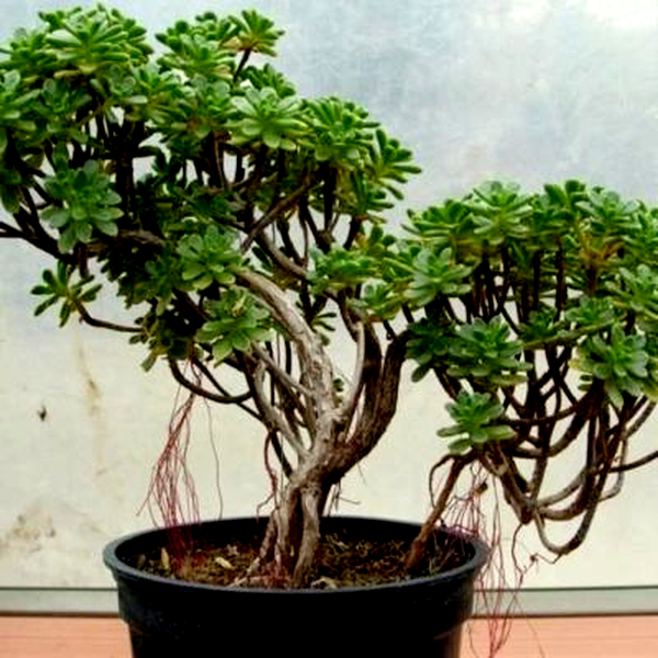 Aeonium sedifolium