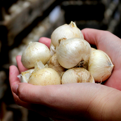 Graceful Beauty