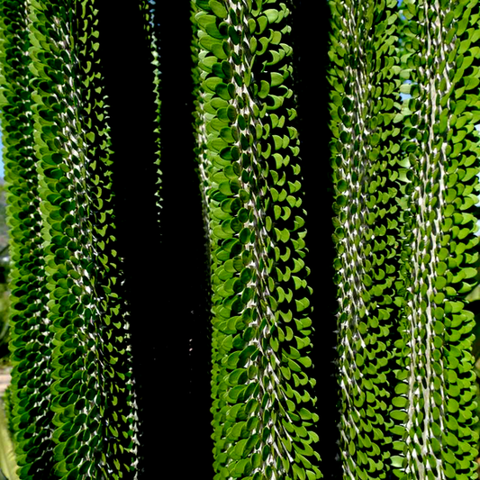 Alluaudia procera