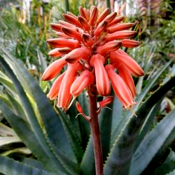 Aloe duckeri
