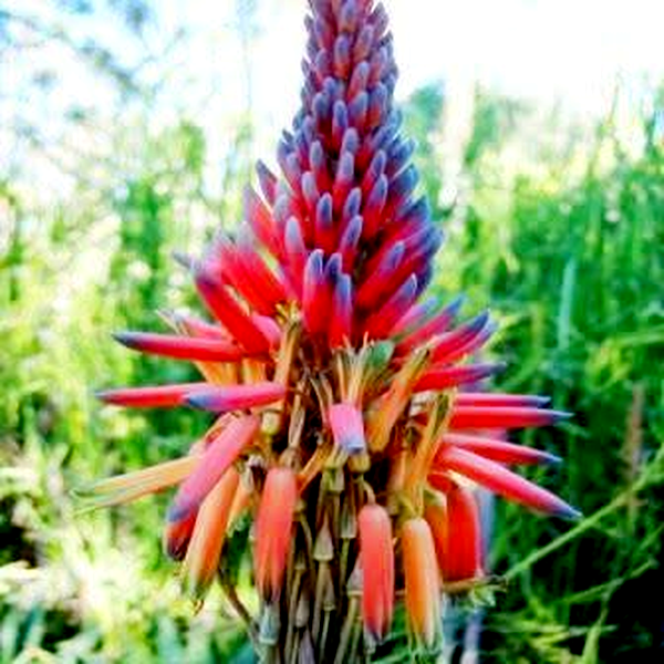 Aloe framesii
