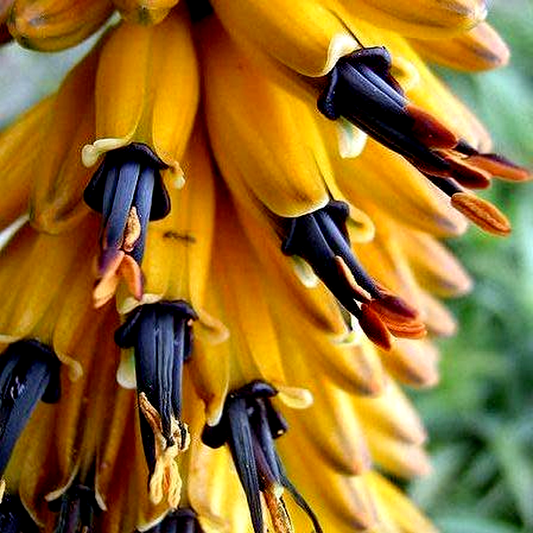 Aloe marlothii