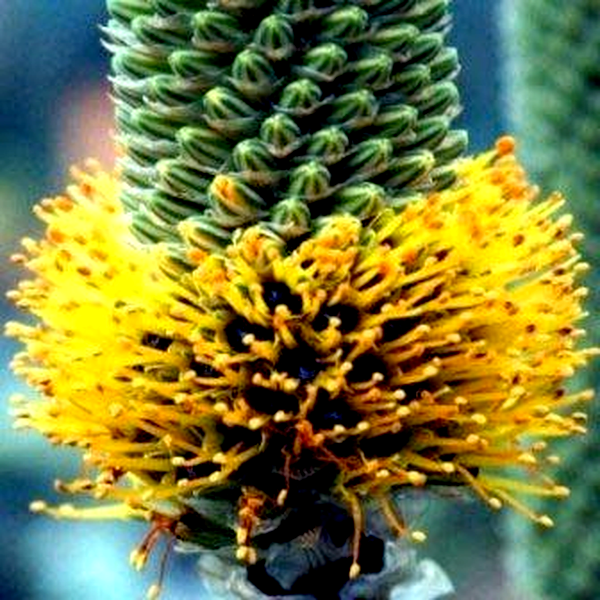 Aloe spicata