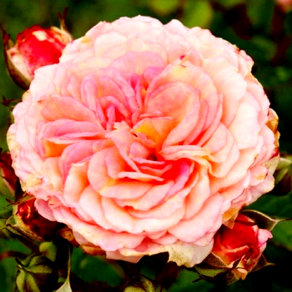 Amaretto