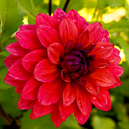 American Dawn
