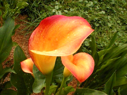 Apricot Glow