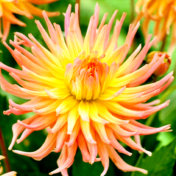 Apricot Star
