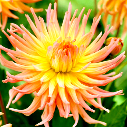 Apricot Star