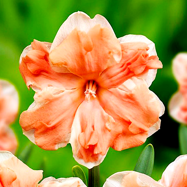Apricot Whirl