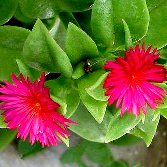 Aptenia cordifolia