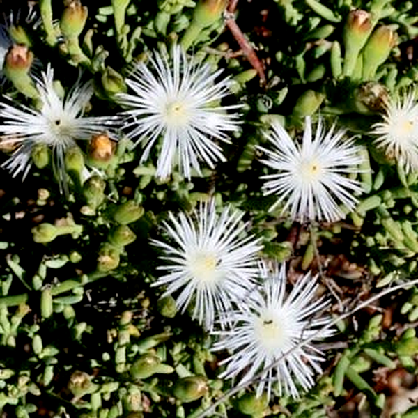 Aridaria noctiflora