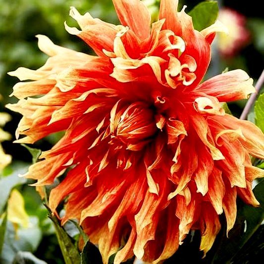 Autumn Sunburst