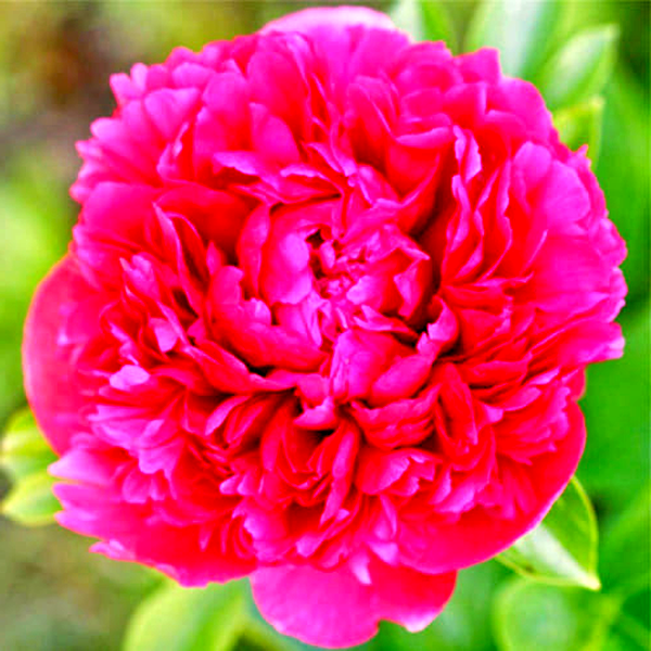 Avis Varner