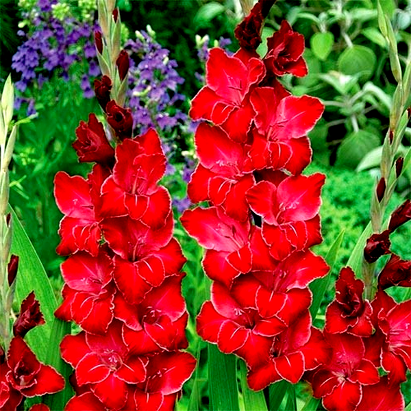 Baccara