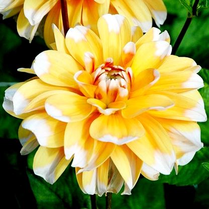 Bahama Apricot