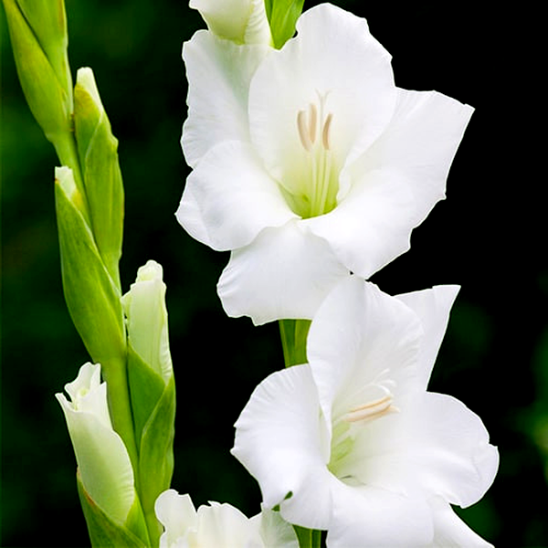 Bangladesh